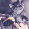 chat gris