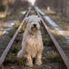 Image par Audrius Vizbaras de Pixabay