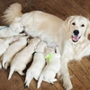 Le cycle sexuel et les chaleurs de la chienne